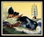 #51 Whaling Days  