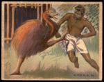 #47 Caging Cassowary  