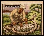 #96 Swallowed Alive  