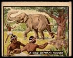 #83 Wild Elephant Noosed  